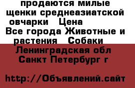 продаются милые щенки среднеазиатской овчарки › Цена ­ 30 000 - Все города Животные и растения » Собаки   . Ленинградская обл.,Санкт-Петербург г.